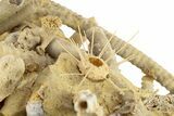 Miniature Fossil Cluster with Two Spiny Urchins (Polydiadema) #254741-3